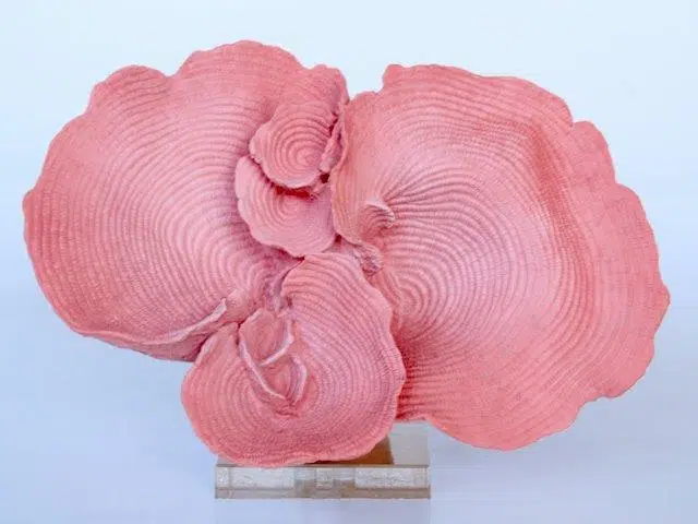 PINK CORAL ORNAMENT ON PERSPEX BASE - 23X33CM