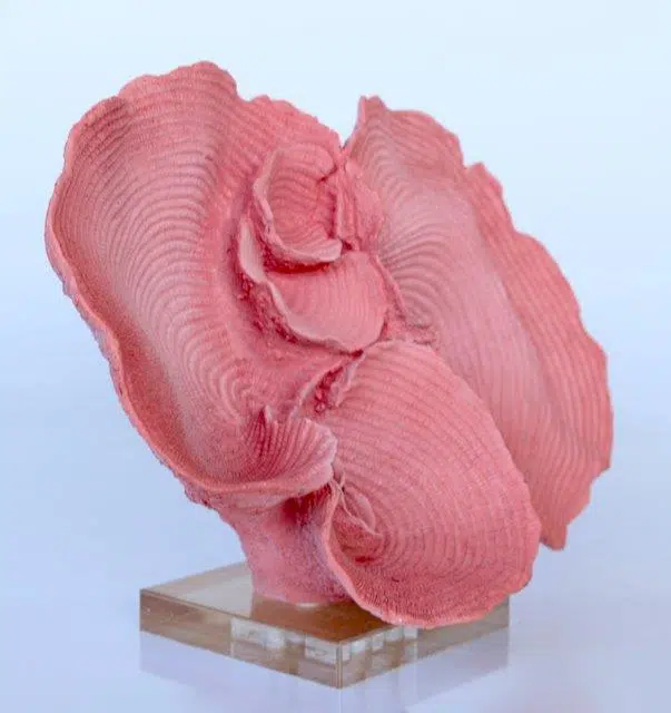 PINK CORAL ORNAMENT ON PERSPEX BASE - 23X33CM - Image 2